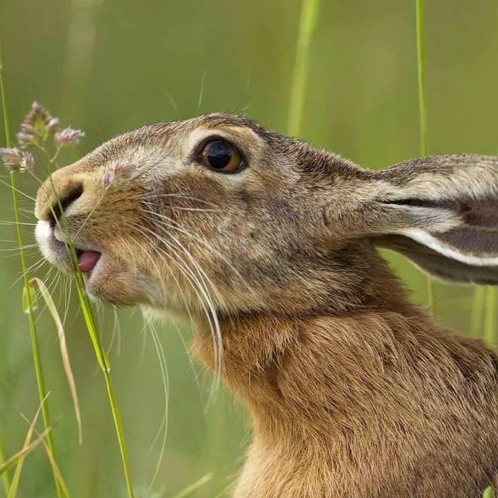 Meet your Posher, Penny